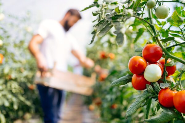A man harvesting ripened tomatoes in a hothouse