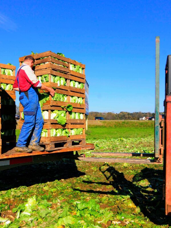 Preparing cabbage for transportation