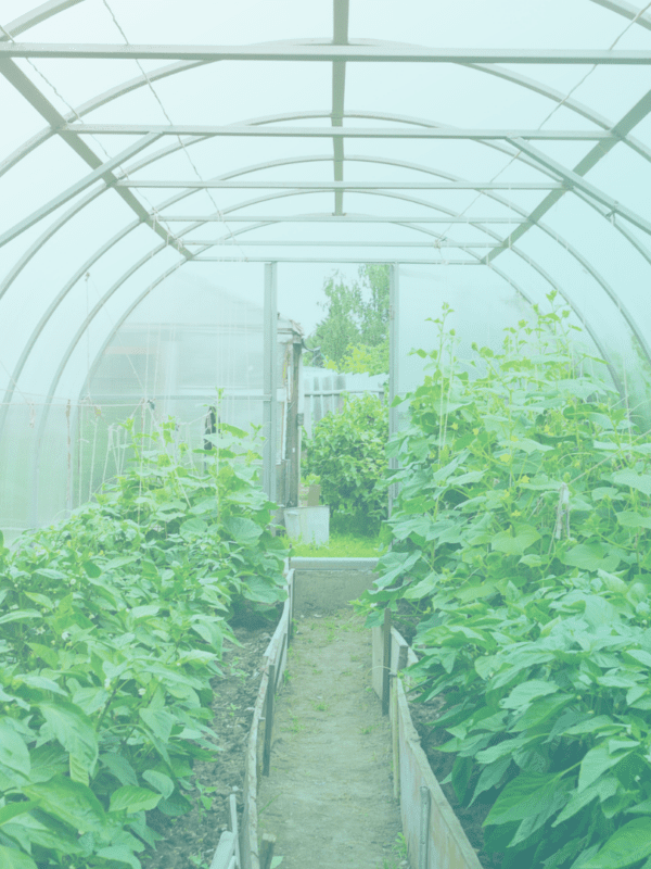 Rows of young vegetable plants in greenhouse