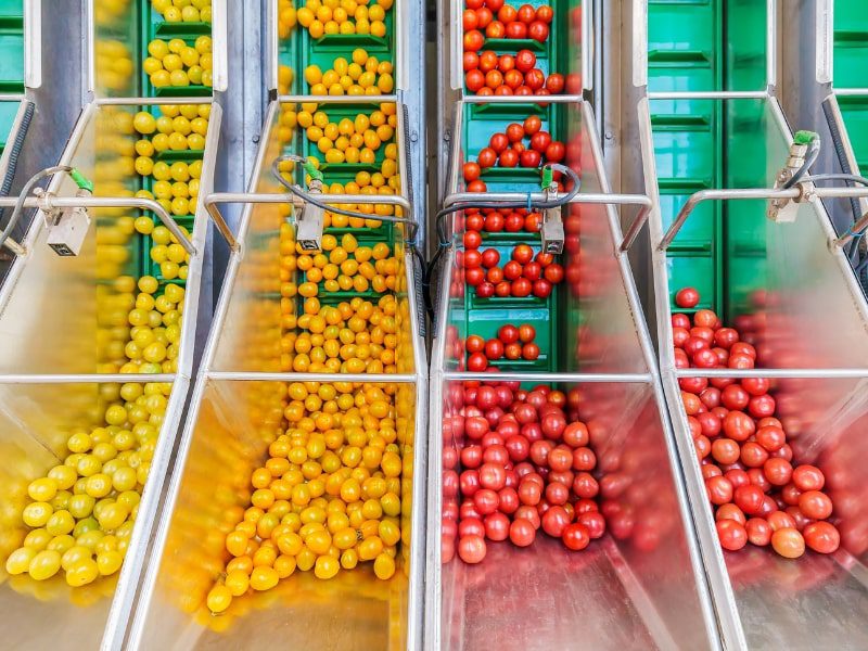 Automated system sorting yellow and red tomatoes by color for efficient food distribution and supply chain resilience.
